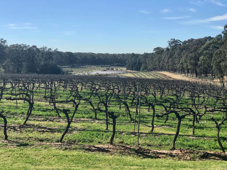 From Sydney: Hunter Valley Wine Tasting & Winery Picnic Tour - Why this Sydney day trip works