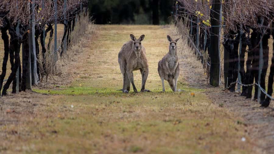 From Sydney: Hunter Valley Wine Tasting & Winery Picnic Tour - Sobels Winery and the production side of wine