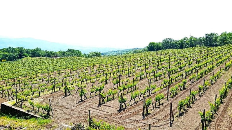 From Taormina: Etna Walking Tour and Wine Tasting in Winery - From black rock to an Etna winery