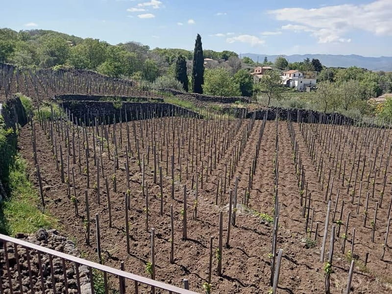 From Taormina: Etna Walking Tour and Wine Tasting in Winery - Who should book this Etna and wine experience?