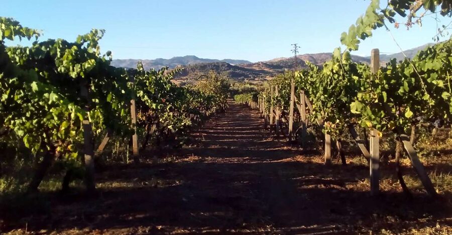 From Taormina: Etna Wineries Small Group Tour - Key points at a glance