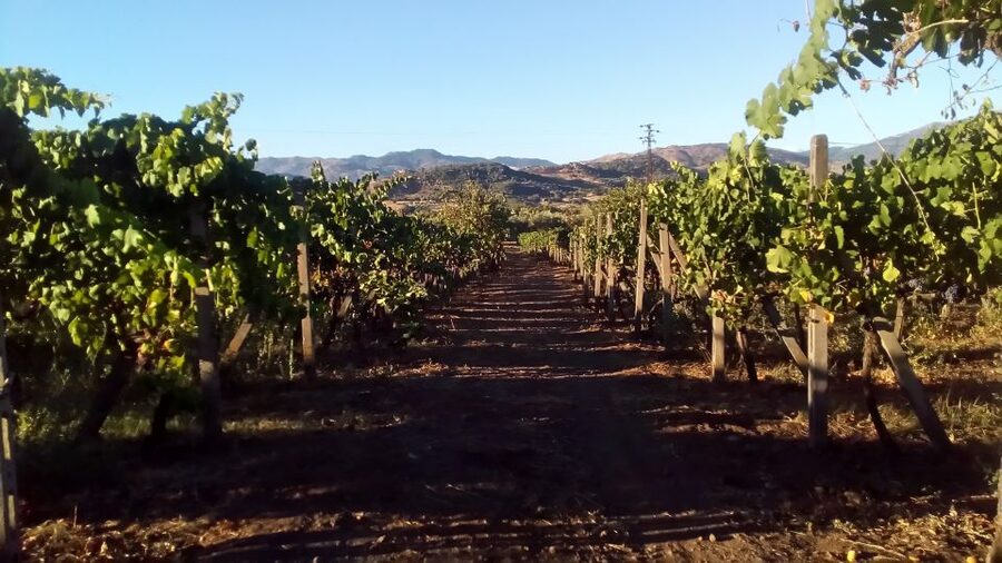 From Taormina: Etna Wineries Small Group Tour - Who should book this Etna winery tour
