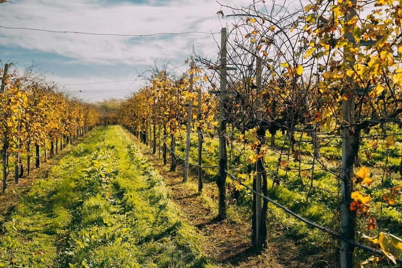 From Venice: Prosecco Hills and Wine Tasting Tour - Four details that make this Prosecco trip useful