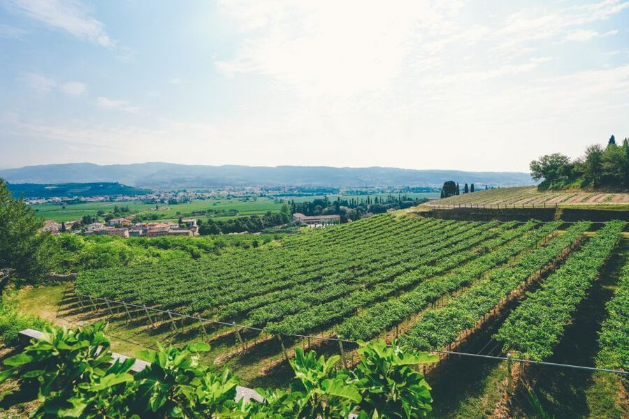 From Verona: Valpolicella and Amarone Wine Tasting Tour - Is $112.15 a fair price?