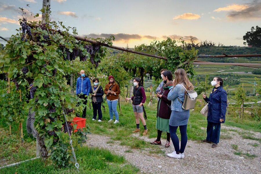 From Verona: Valpolicella Winery Tour with Amarone Vintages - Inside the barrique cellar