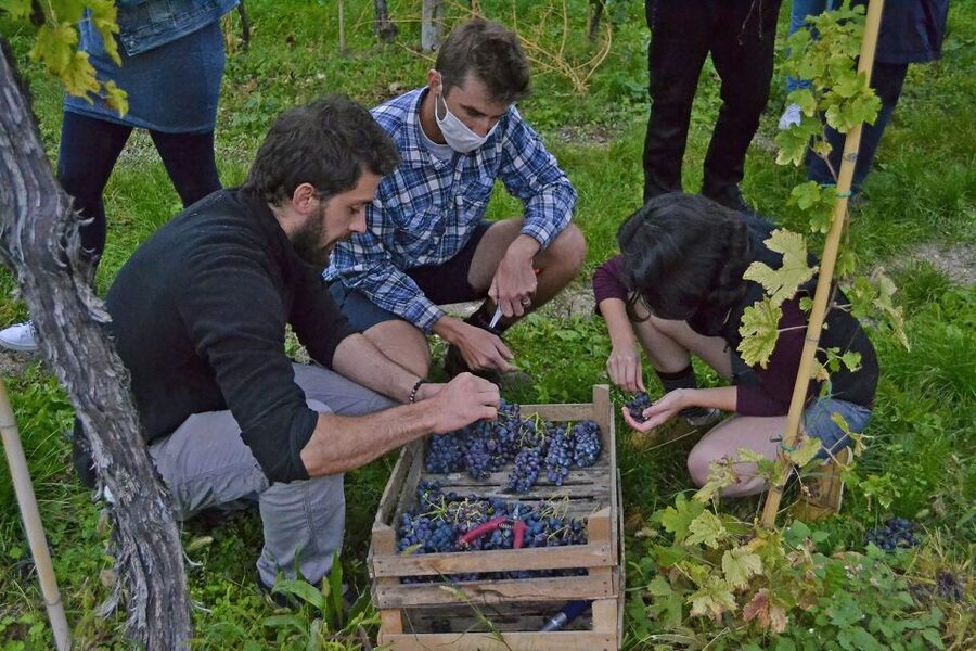 From Verona: Valpolicella Winery Tour with Amarone Vintages - The six-wine tasting, from fresh red to sweet Recioto