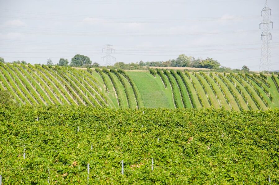 From Vienna: Half-day Countryside Wine Tour with Meal - Transport, access, and practical details