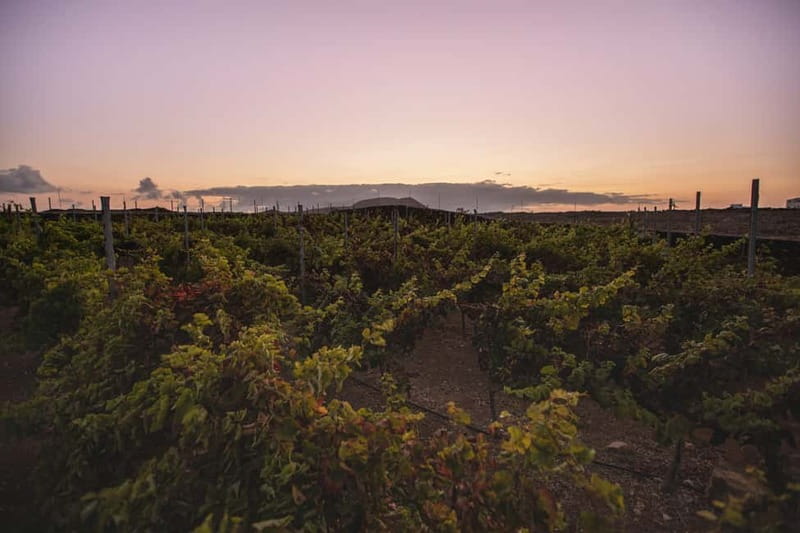 Fuerteventura: Tour & tasting at Conatvs Winery - Key points at a glance