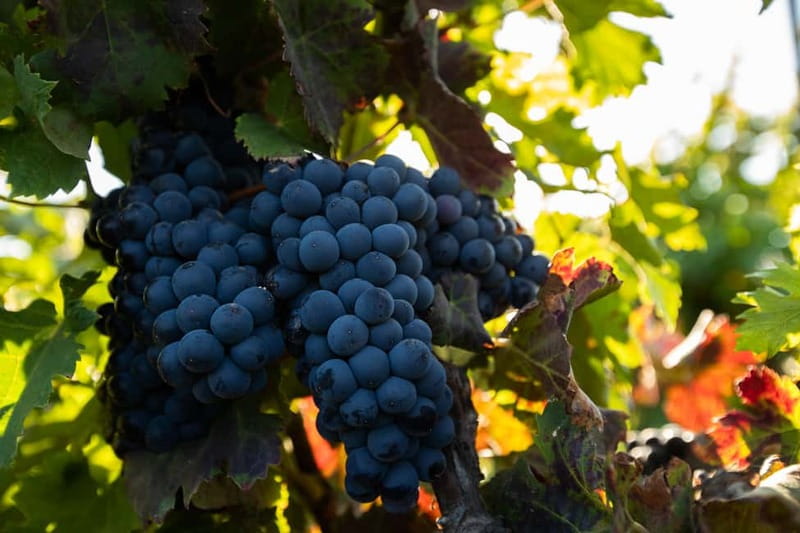 Fuerteventura: Tour & tasting at Conatvs Winery - From grapes to bottles