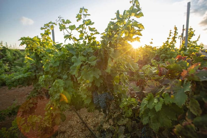 Fuerteventura: Tour & tasting at Conatvs Winery - The tasting room and local food