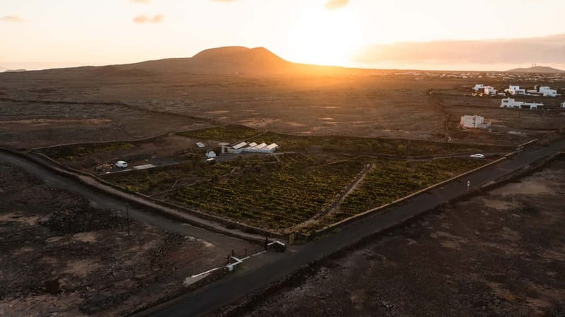 Fuerteventura: Tour & tasting at Conatvs Winery - Who should book Bodega Conatvs?