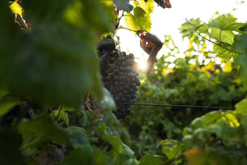 Fuerteventura: Tour & tasting at Conatvs Winery - Walking among the vines
