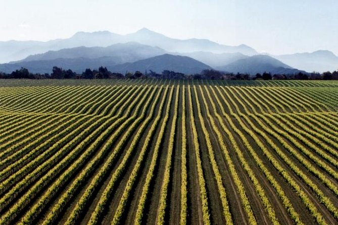 Full-Day Marlborough Wine Tour from Blenheim - Morning tastings and the shape of Marlborough wine