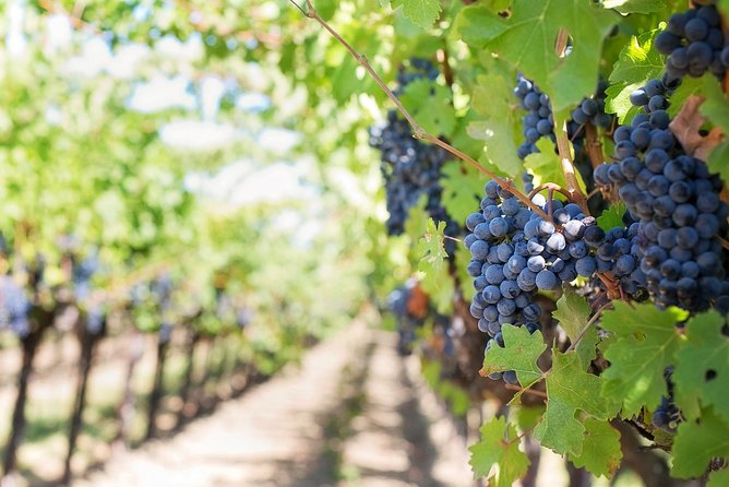 Full-Day Stellenbosch, Franschhoek and Paarl Wine Tasting Tour from Cape Town - Franschhoek, Huguenot history, and the wine tram