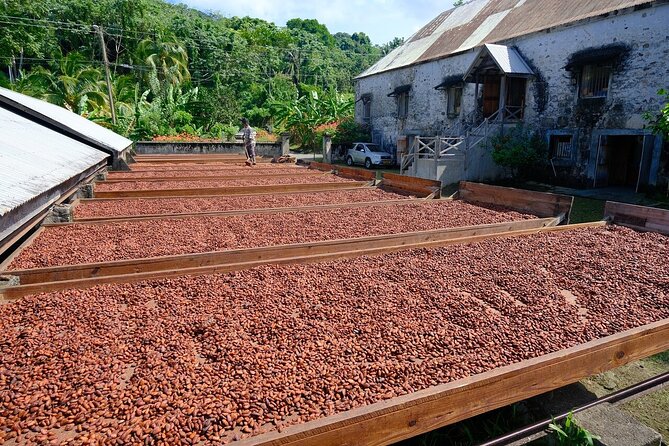 Full-Day Tour: Concord Waterfall, Chocolate Factory, Rum Distillery, Grand Etang - One day, five sides of Grenada
