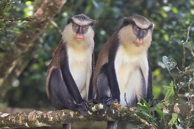 Full-Day Tour: Concord Waterfall, Chocolate Factory, Rum Distillery, Grand Etang - The guides make the long drives useful