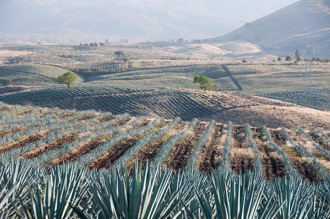 Full Day Tour to Tequila and Amatitán with Fun and Culture - Why the Amatitán caves make this more than a tasting tour