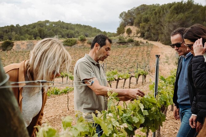 Full-Day Trip Barcelona to Montserrat Monastery & Cava Winery - What the private minibus adds to the day