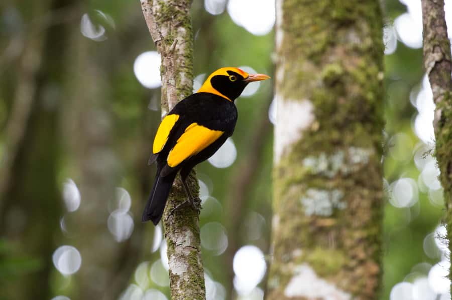 Gold Coast: Lamington Treetops, Wildlife and Vineyard Visit - What the guides add to the day