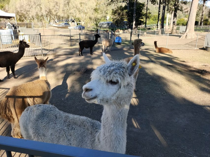 Gold Coast: Lamington Treetops, Wildlife and Vineyard Visit - Who should book this Gold Coast day trip?