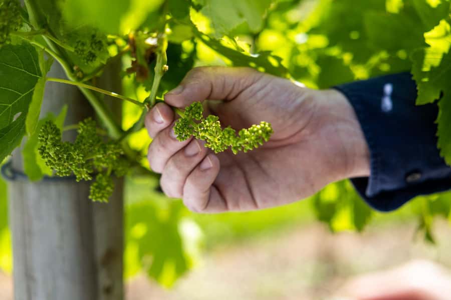 Gold Coast: Tamborine Mountain Local Winery Tour with Lunch - What happens on Mondays and Tuesdays