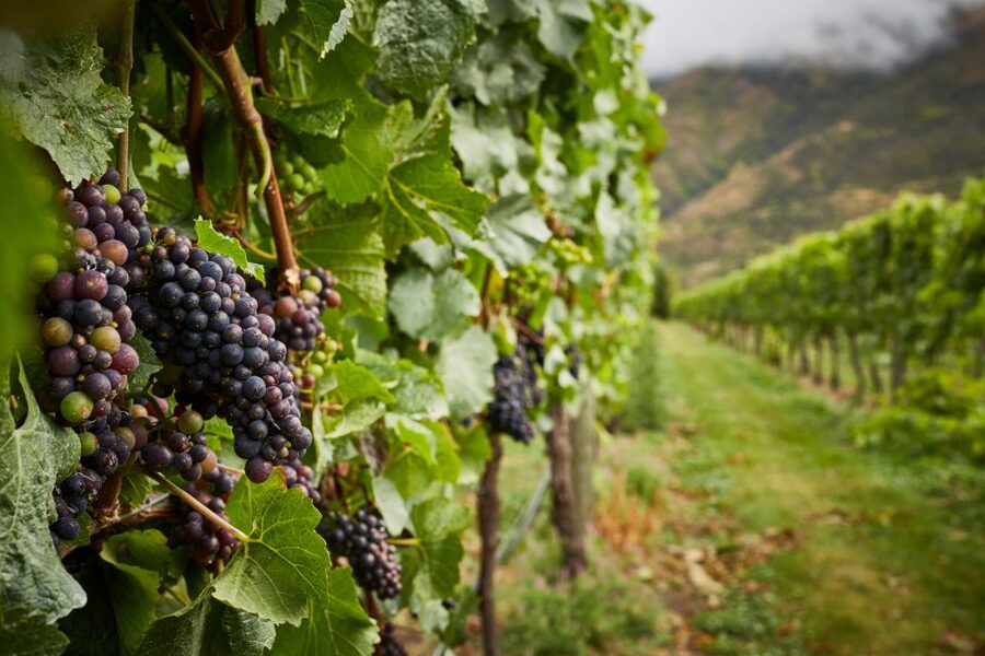 Gourmet Food and Wine Tour with Lunch and Wine Tastings - Timing, pickup, and practical value