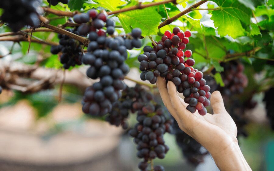 Gran Canaria: Rum, Wines and Banana Tour - A food tour that explains Gran Canaria from the soil up
