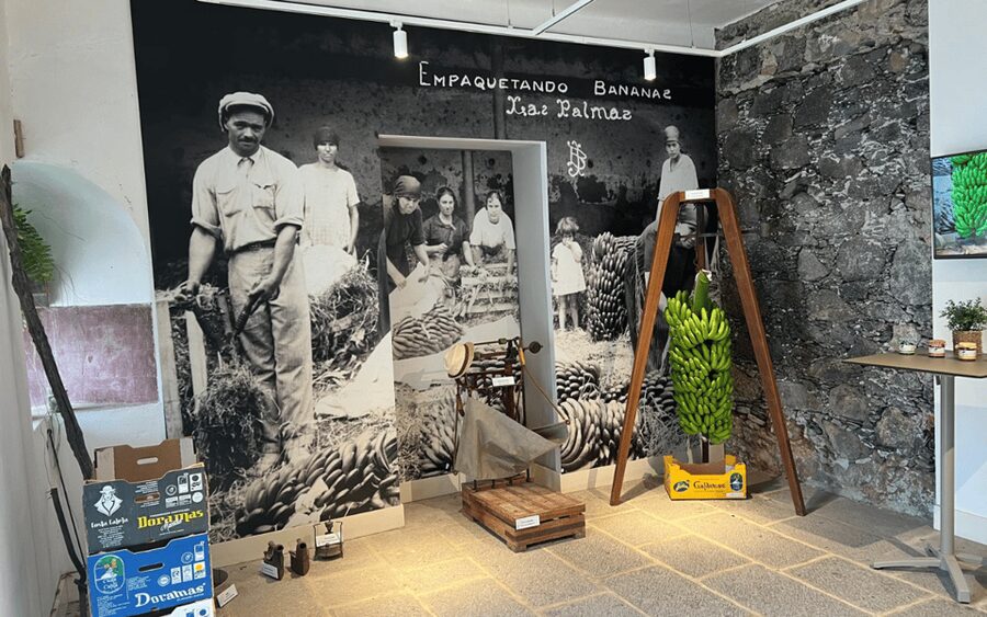 Gran Canaria: Rum, Wines and Banana Tour - Transport, group size, and the real time commitment