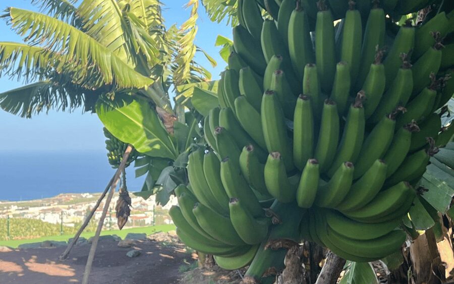Gran Canaria: Rum, Wines and Banana Tour - Bananas in Arucas: more than a quick farm visit
