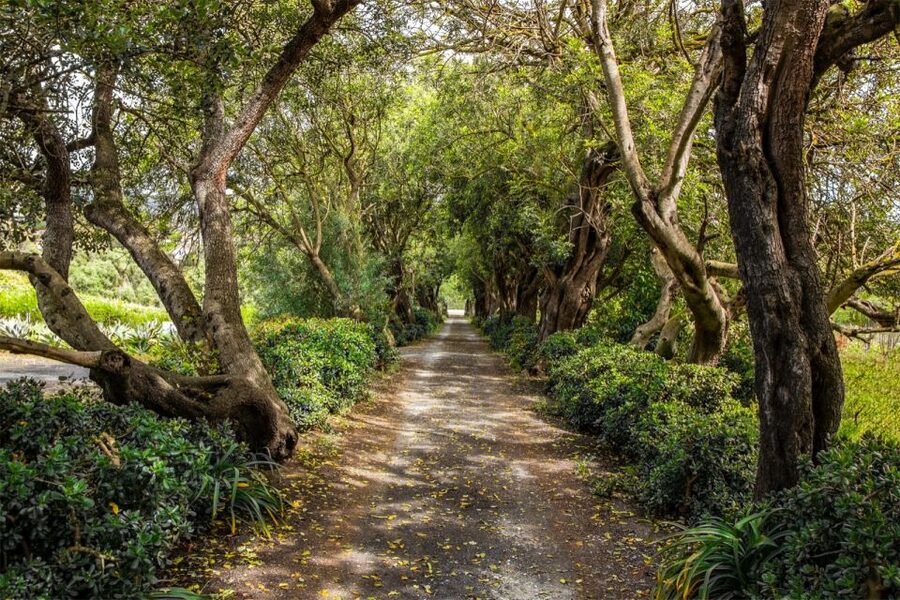 Gran Canaria: Winery Tour, Wine Museum, and Tasting - Why this small winery is worth your time