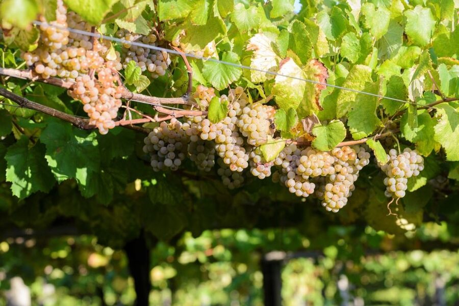 Granbazán Winery: Guided Tour and Wine Tasting - My call: book it if you want wine with a sense of place