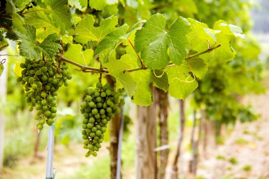 Grape Grazing: Wachau Valley Winery Biking Tour - The Danube swim question