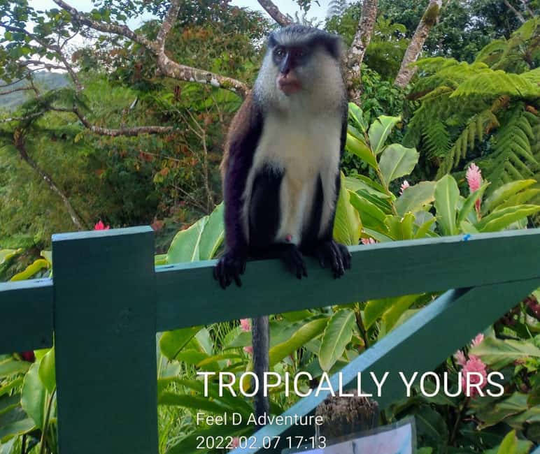 Grenada: Culture and Nature Island Tour with Chocolate & Rum - Key points to know before booking