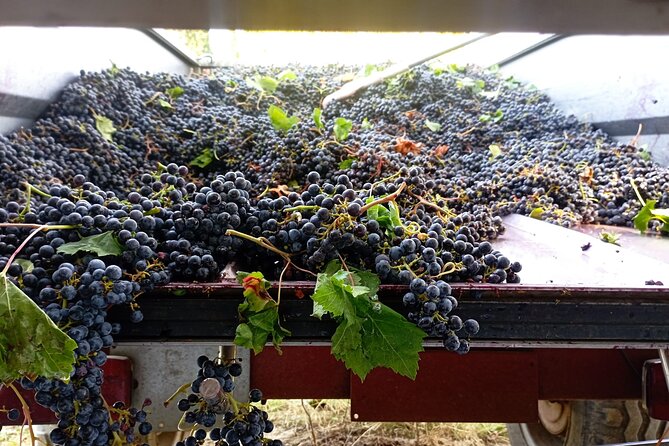 Greve in Chianti Wine Tasting and Winery Tour - Four wines with Tuscan food