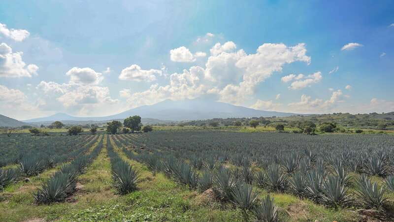 Guadalajara: Premium Tequila Tour with Tastings and Pairings - Key points at a glance