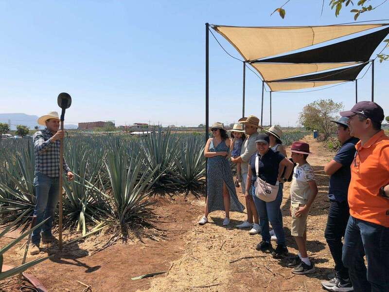 Guadalajara: Premium Tequila Tour with Tastings and Pairings - Should you book this tour?