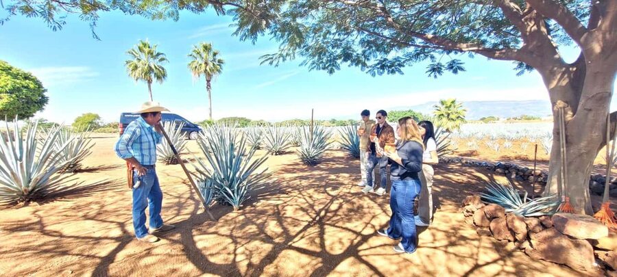 Guadalajara: Tequila Day Trip with Jose Cuervo Option - Standard visit or José Cuervo?