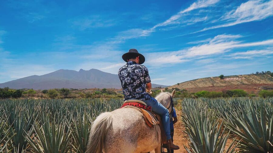 Guadalajara: Tequila Day Trip with Jose Cuervo Option - What happens inside the traditional distillery
