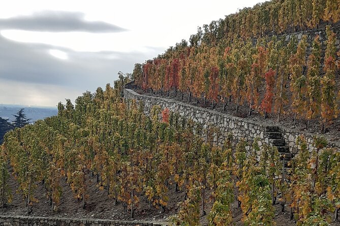 Guided tour and wine tasting Northern Rhône Valley - Ampuis: a second estate with a different character
