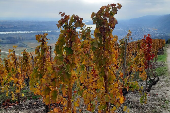 Guided tour and wine tasting Northern Rhône Valley - How much wine do you actually taste?