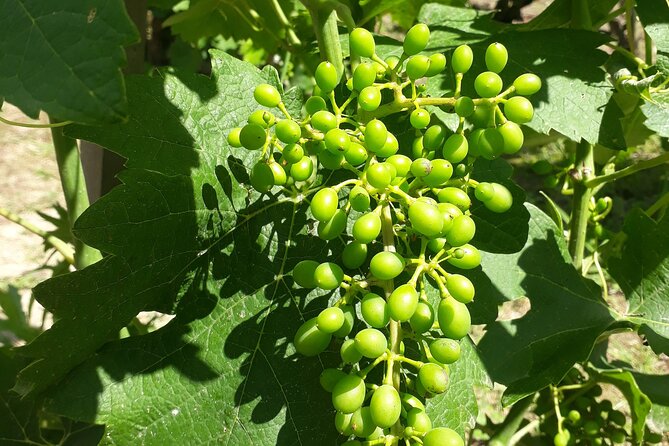 Guided tour and wine tasting Northern Rhône Valley - Price and value at $143.97