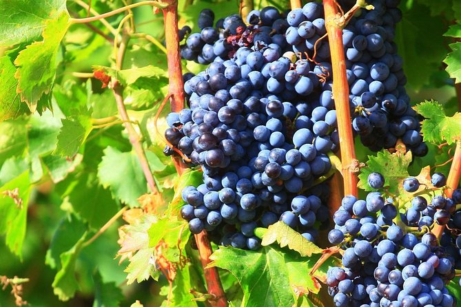 Half Day Great Vineyard Tour from Avignon - What this half-day Rhône tour actually offers
