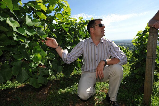 Half Day Tour of the Cote de Nuits Vineyards from Dijon - Why this half-day tour works well from Dijon