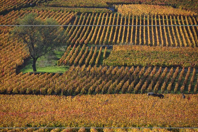 Half Day Tour of the Cote de Nuits Vineyards from Dijon - The first drive through the Côte de Nuits