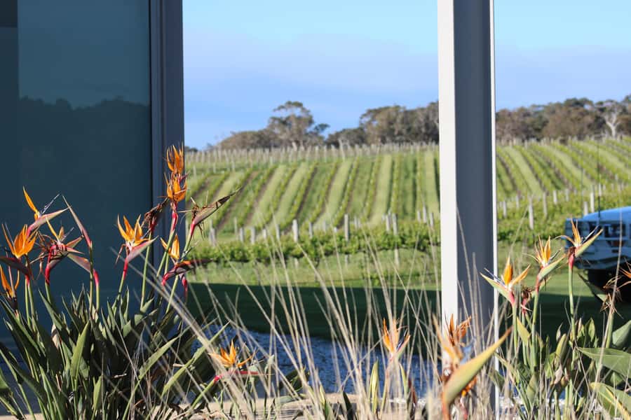 Half day Wine and Sights Discovery Tour Busselton - A four-hour introduction to Cape Naturaliste and wine country