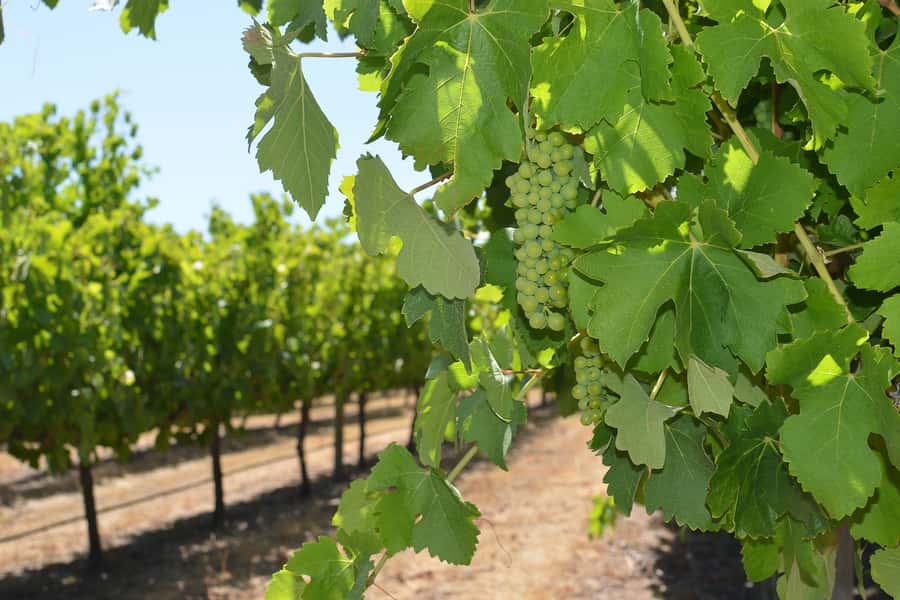 Half day Wine and Sights Discovery Tour Busselton - Chocolate, olive oil and other local tastes