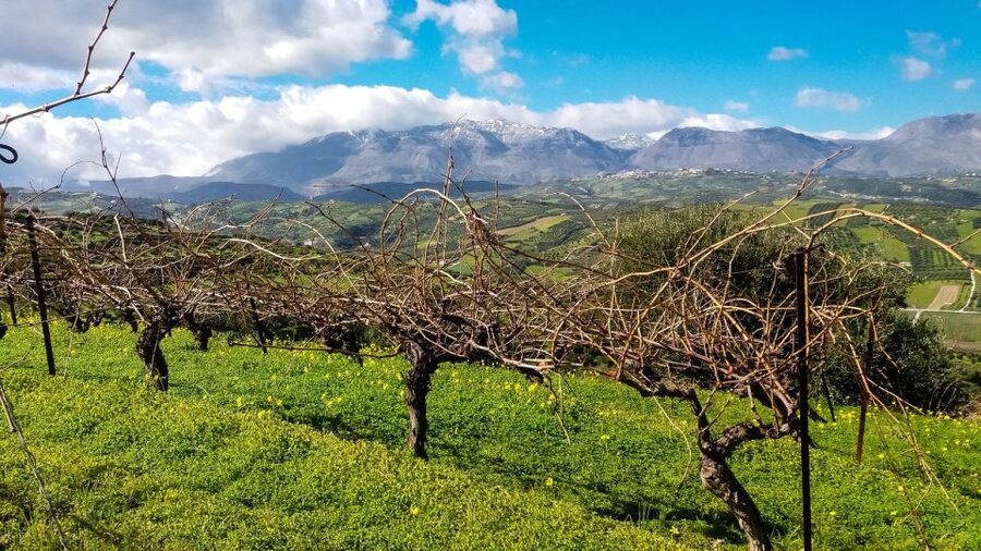 Heraklion: Cretan Wine Tasting Tour & Gourmet Lunch - The gourmet lunch is the day’s anchor