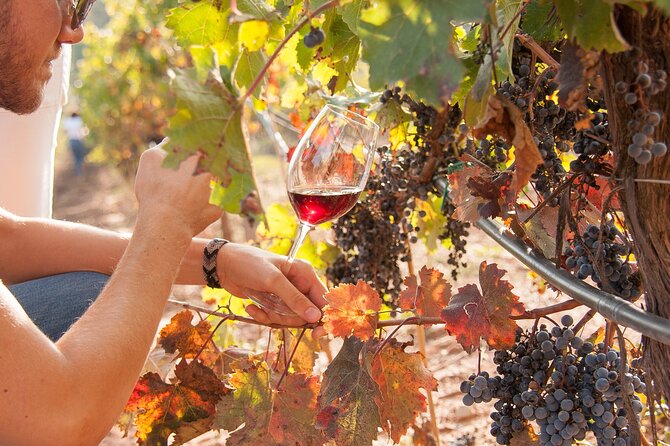 High-End Vineyard Escape: Cava, Tapas & Wine | Private Tour - Ca n’Estella and the veranda lunch
