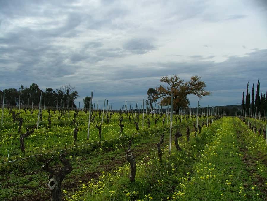 Hunter Valley: Uncork the Hunter Full-Day Wine Tour - A grazing-box lunch worth planning around