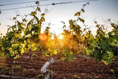 Hunter Valley: Wine Tour with 3 Tastings and Garden Lunch